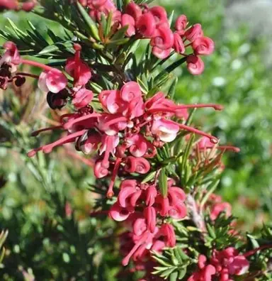 Grevillea 'Tuckers Dwarf' plant with red-pink flowers and green foliage.