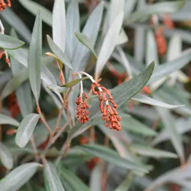 Grevillea victoriae 'Aurea' red flowers and olive-green foliage.