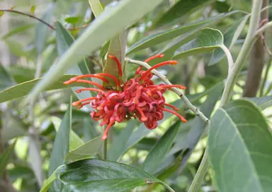 Grevillea victoriae shrub with red flowers.