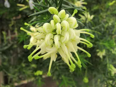 grevillea-white-knight-