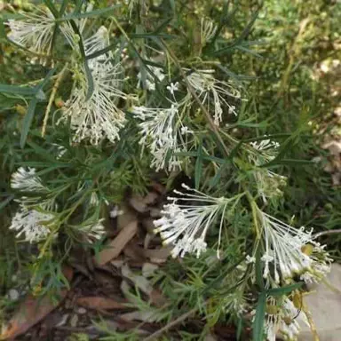 grevillea-white-wings--1