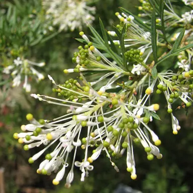 grevillea-white-wings-