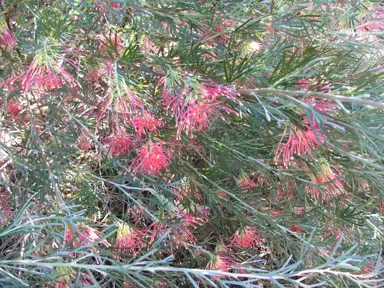 Grevillea Winpara Gem shrub with masses of red-pink flowers.