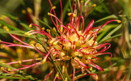 Grevillea Winpara Gold red and yellow flower.