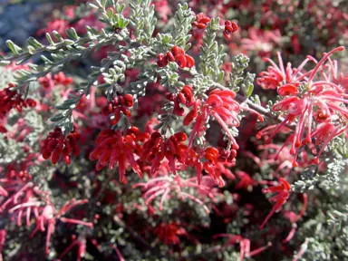 grevillea-winter-delight--1