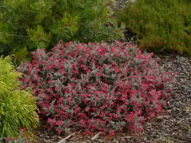 grevillea-winter-delight-