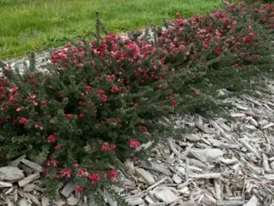 grevillea-woolly-bear-hero--1