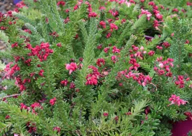 grevillea-woolly-bear-hero-