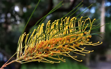 Grevillea Yamba Sunshine yellow flower and fine, green foliage.