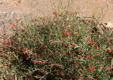 grevillea-fasciculata-