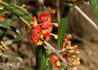 grevillea-fasciculata-1