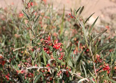 grevillea-fasciculata-3