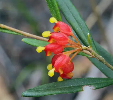 grevillea-fasciculata-4