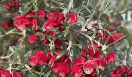 grevillea-red-cloud-