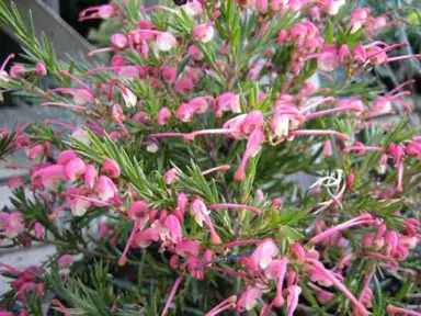 grevillea-pink-pixie-