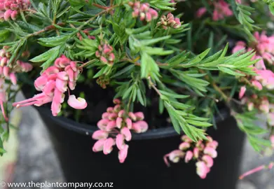 grevillea-pink-pixie-1