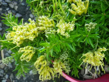 grevillea-prostrate-gold-