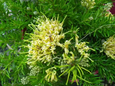 grevillea-prostrate-gold-1