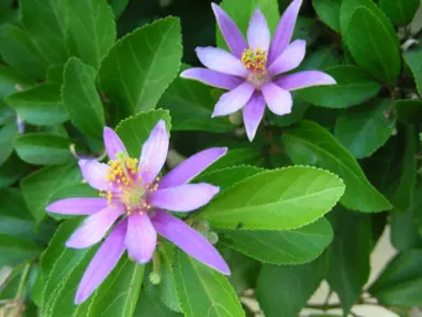 Grewia 'Lavender Star' flowers and foliage.