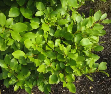 Griselinia littoralis plant with lush, green foliage.
