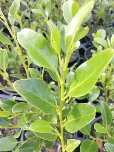 Griselinia 'Miharo' plant with green foliage.