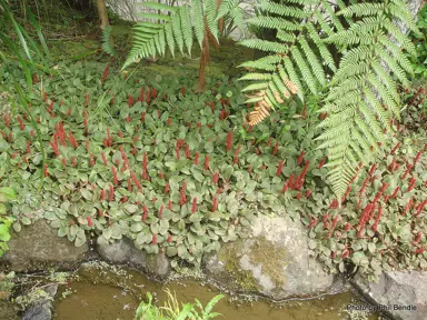 gunnera-prorepens-