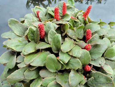 gunnera-prorepens-2