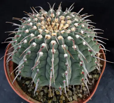 gymnocalycium-vatteri--1