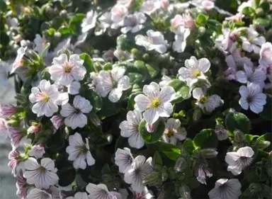 Gypsophila 'Bridal Showers' plant with white flowers.