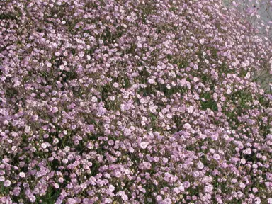 Gypsophila 'Festival Pink' plants with masses of pink flowers.