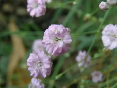 Gypsophila 'Festival Pink' flower.