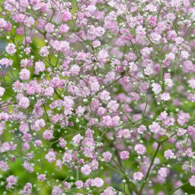 Gypsophila 'My Pink' flowers.