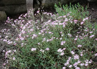 Gypsophila 'Pink Star' plant with pink flowers.