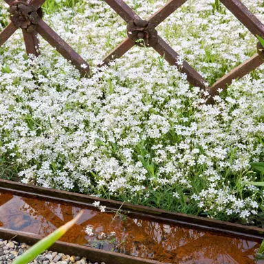 Gypsophila repens 'Alba' as a ground cover with masses of white flowers.