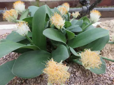 haemanthus-albiflos-