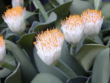 haemanthus-albiflos-1