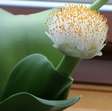 haemanthus-albiflos-2