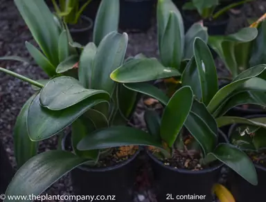 haemanthus-albiflos-3