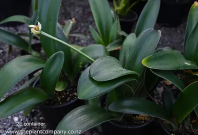 haemanthus-albiflos-4