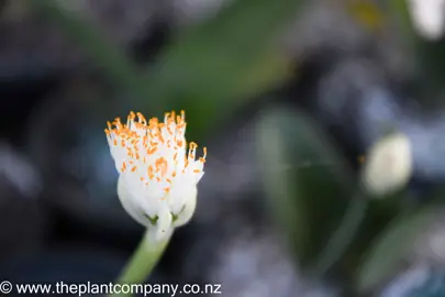 haemanthus-albiflos-5