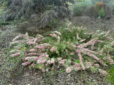 hakea-burrendong-beauty--1