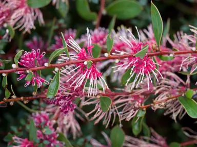 hakea-burrendong-beauty-