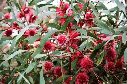 hakea-laurina--1