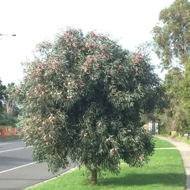 hakea-laurina--2