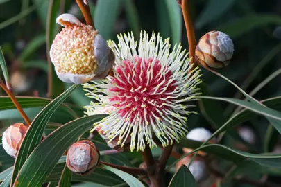 hakea-laurina-