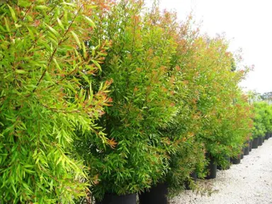 hakea-salicifolia--1