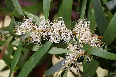 hakea-salicifolia-