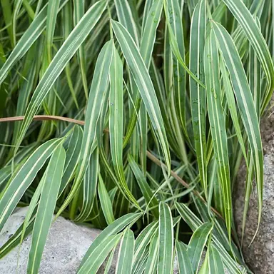 Hakonechloa albostriata plant with variegated foliage.