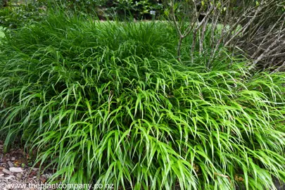 Hakonechloa macra plants growing as a ground cover.