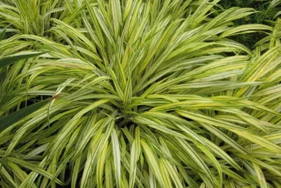 Hakonechloa macra aureola grass with golden-yellow foliage.